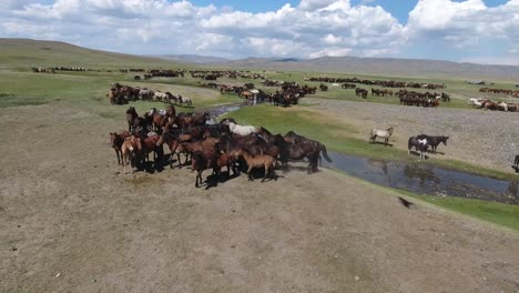 Aerial-drone-shot-herd-of-horses-running-close-to-river-in-mongolia-eagle-(rare)